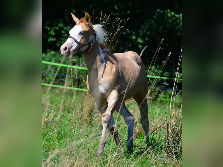 Paint Horse Hengst Veulen (03/2025) 155 cm Gevlekt-paard in Obertaufkirchen