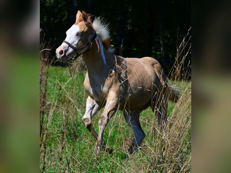 Paint Horse Hengst Veulen (03/2025) 155 cm Gevlekt-paard in Obertaufkirchen