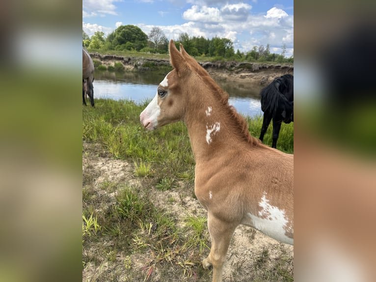 Paint Horse Mix Hengst Veulen (04/2025) 155 cm Overo-alle-kleuren in Mosty