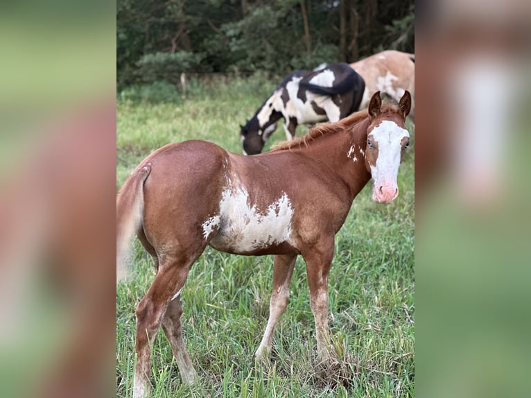 Paint Horse Mix Hengst Veulen (04/2025) 155 cm Overo-alle-kleuren in Mosty