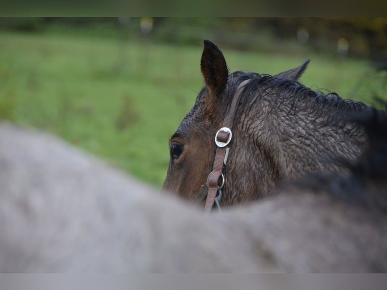 Paint Horse Hengst  Roan-Bay in Odenthal