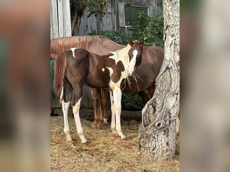 Paint Horse Hengst Veulen (04/2025) Tobiano-alle-kleuren in Arnstorf