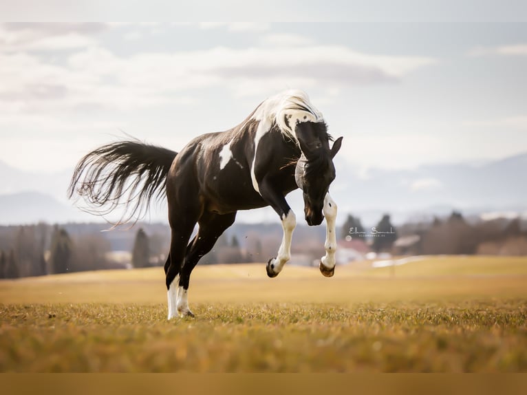 Paint Horse Hengst in Haldenwang Paint Horse Hengst in Haldenwang
