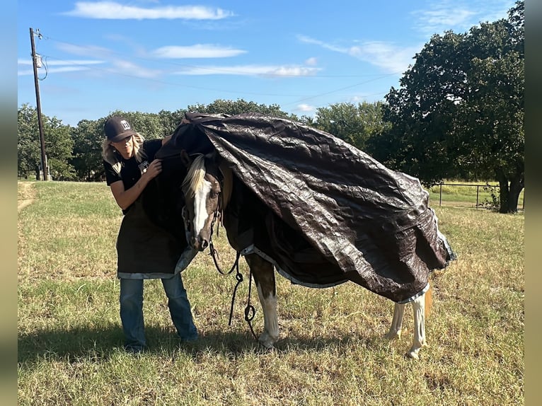 Paint Horse Hongre 10 Ans 135 cm Tobiano-toutes couleurs in Byers TX