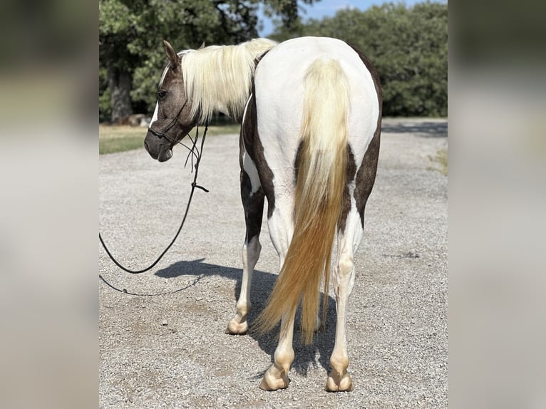 Paint Horse Hongre 10 Ans 135 cm Tobiano-toutes couleurs in Byers TX