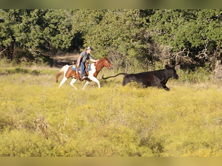 Paint Horse Hongre 10 Ans 142 cm Tobiano-toutes couleurs in Poolville KY
