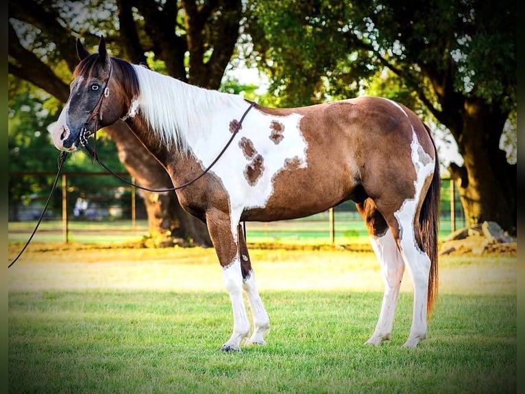 Paint Horse Hongre 10 Ans 147 cm Tobiano-toutes couleurs in Lipan TX