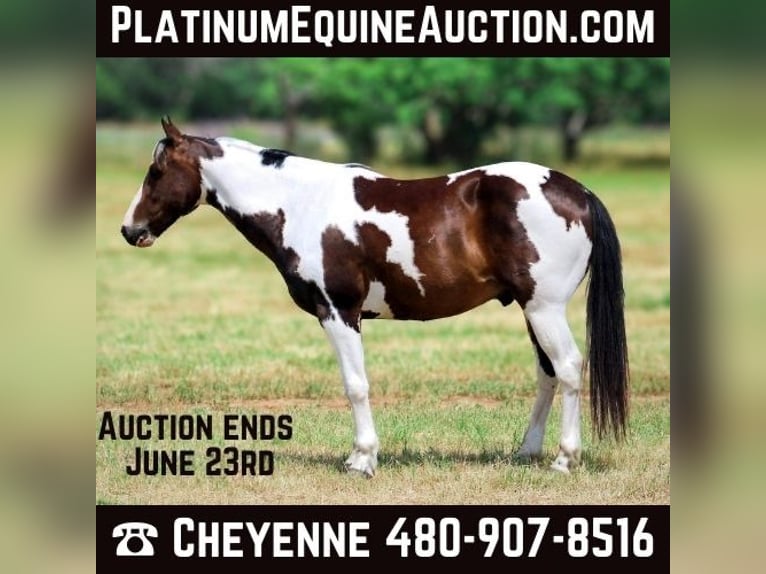 Paint Horse Hongre 10 Ans 147 cm Tobiano-toutes couleurs in Stephenville TX