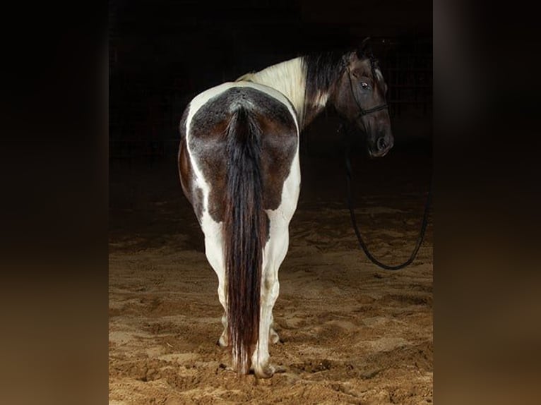 Paint Horse Hongre 10 Ans 147 cm Tobiano-toutes couleurs in Princeville