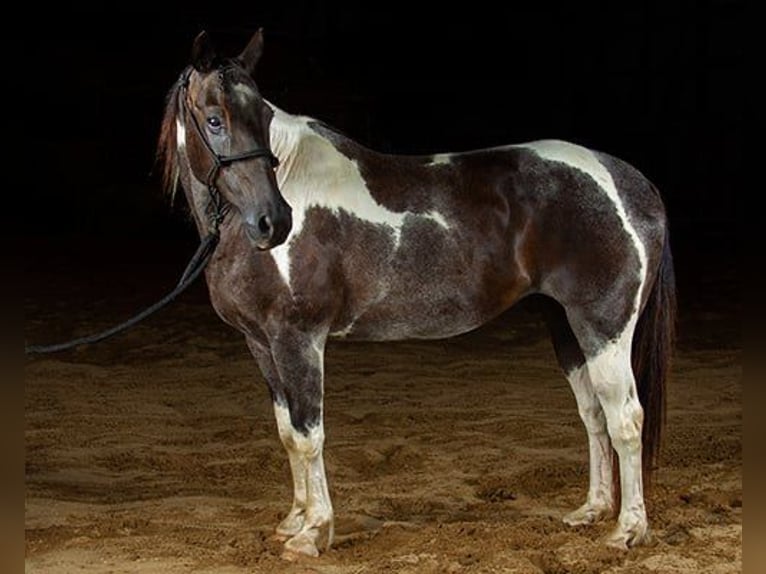Paint Horse Hongre 10 Ans 147 cm Tobiano-toutes couleurs in Princeville