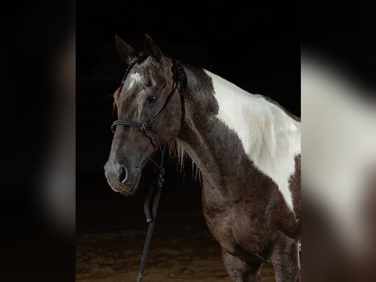 Paint Horse Hongre 10 Ans 147 cm Tobiano-toutes couleurs in Princeville
