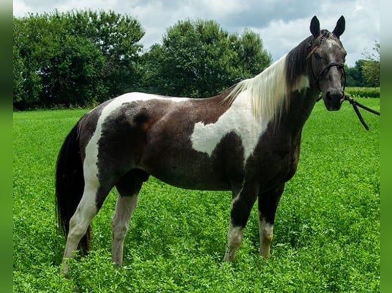 Paint Horse Hongre 10 Ans 147 cm Tobiano-toutes couleurs in Princeville