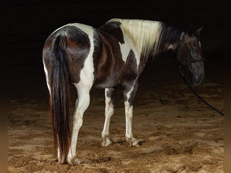 Paint Horse Hongre 10 Ans 147 cm Tobiano-toutes couleurs in Princeville