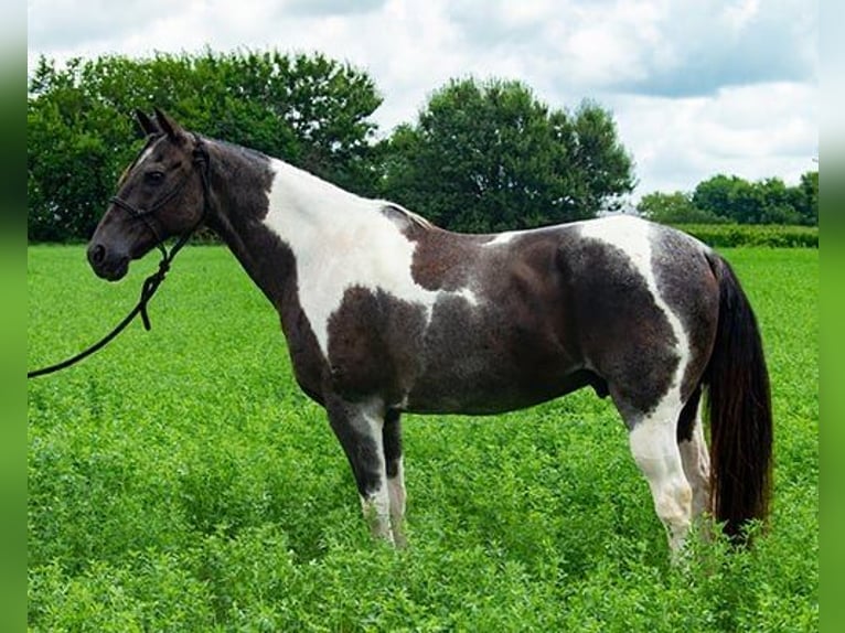 Paint Horse Hongre 10 Ans 147 cm Tobiano-toutes couleurs in Princeville