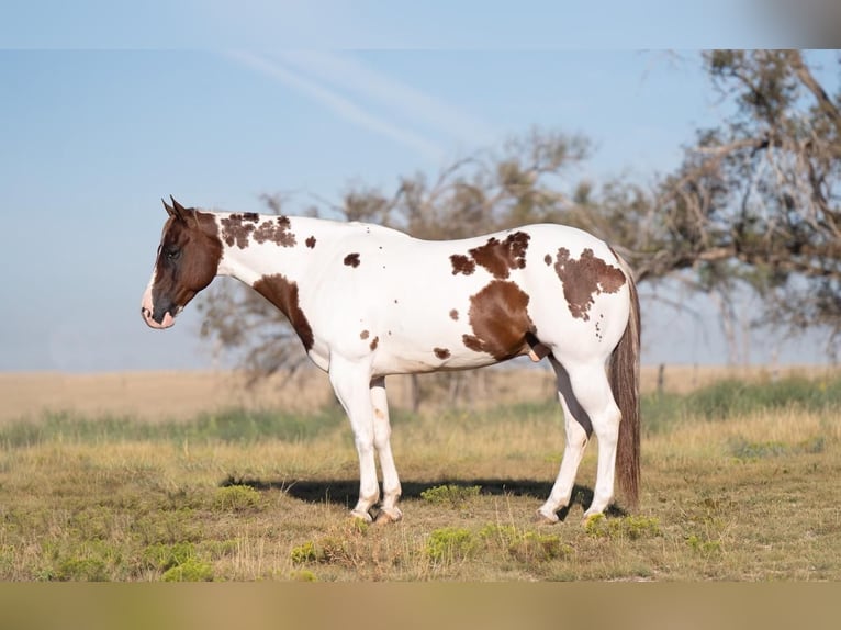 Paint Horse Hongre 10 Ans 150 cm Pinto in Waco, TX