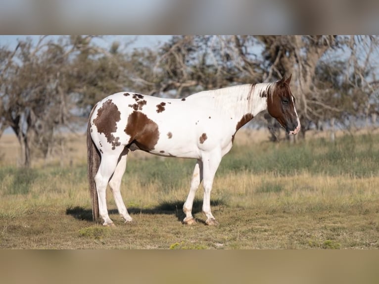 Paint Horse Hongre 10 Ans 150 cm Pinto in Waco, TX