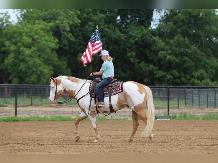 Paint Horse Hongre 10 Ans 152 cm Pinto in Pilot Point