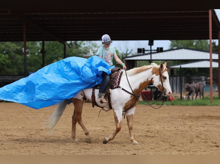 Paint Horse Hongre 10 Ans 152 cm Pinto in Pilot Point