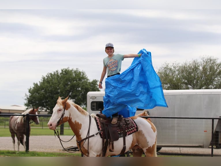 Paint Horse Hongre 10 Ans 152 cm Pinto in Pilot Point