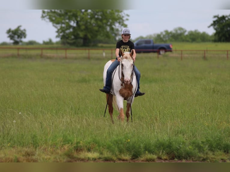 Paint Horse Hongre 10 Ans 152 cm Pinto in Pilot Point