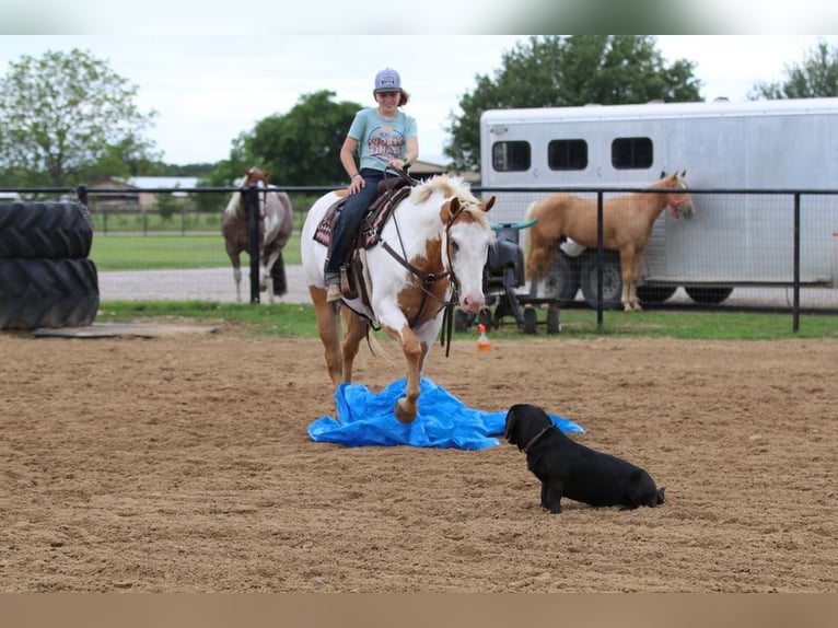 Paint Horse Hongre 10 Ans 152 cm Pinto in Pilot Point