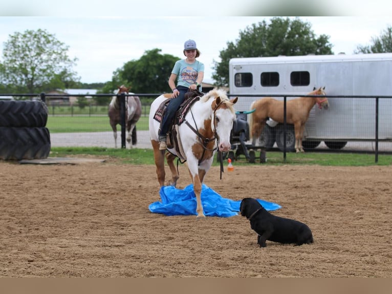 Paint Horse Hongre 10 Ans 152 cm Pinto in Pilot Point