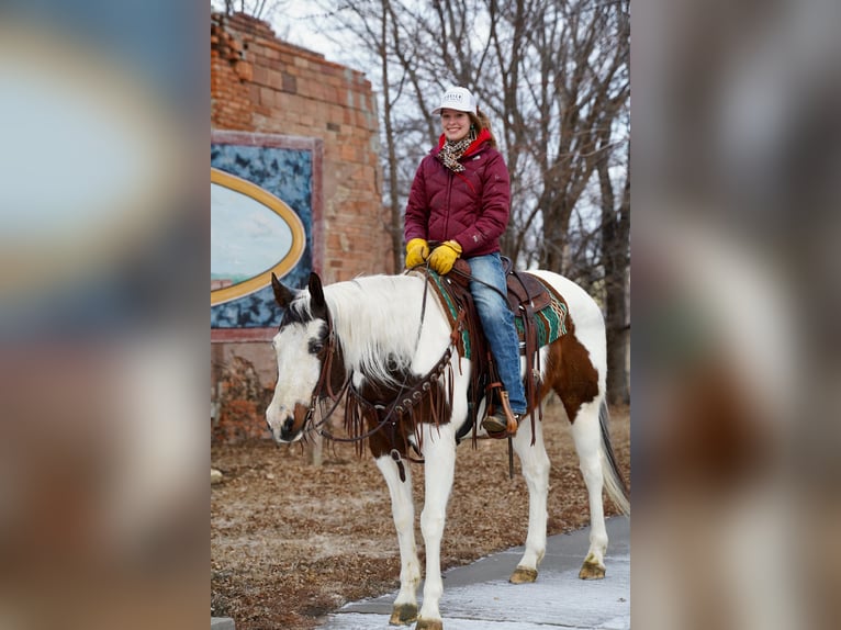 Paint Horse Hongre 10 Ans 152 cm in Corsica, SD