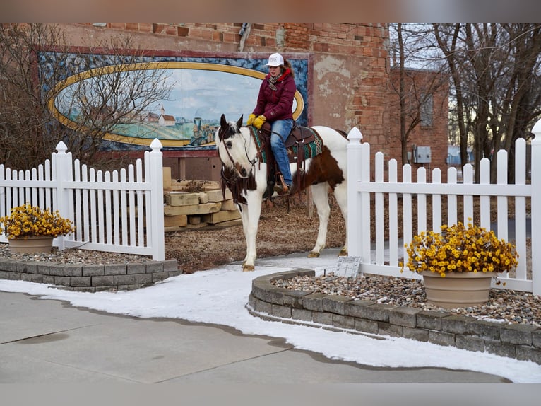 Paint Horse Hongre 10 Ans 152 cm in Corsica, SD