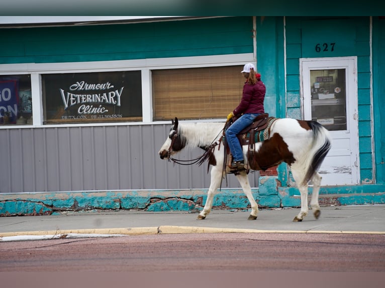 Paint Horse Hongre 10 Ans 152 cm in Corsica, SD