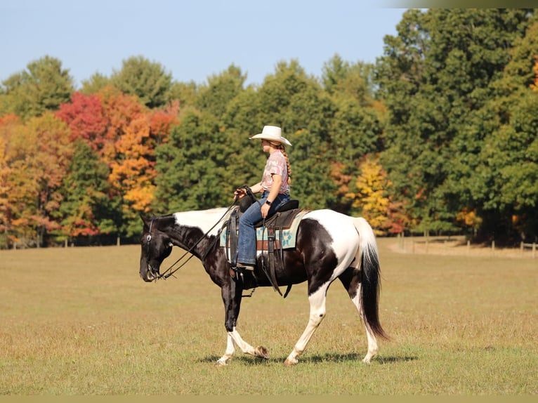 Paint Horse Hongre 10 Ans 155 cm Pinto in Clarion