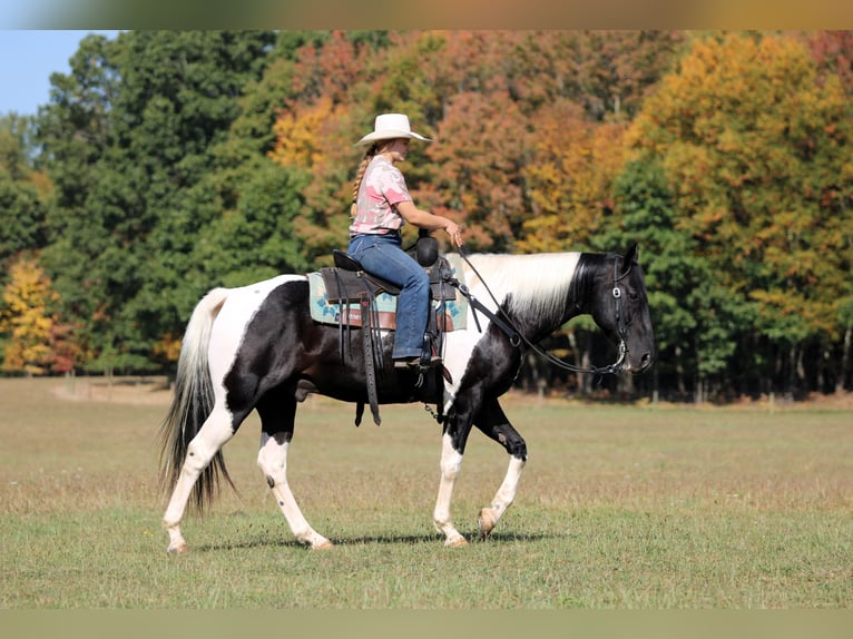 Paint Horse Hongre 10 Ans 155 cm Pinto in Clarion