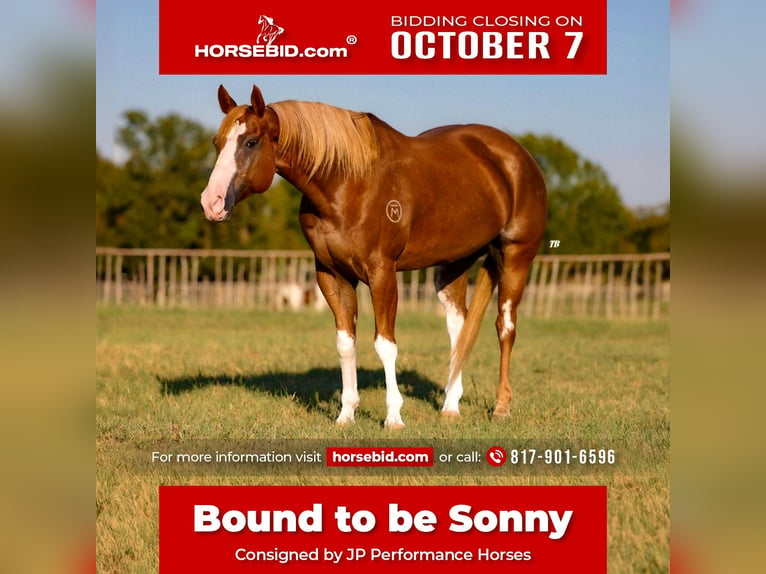 Paint Horse Hongre 10 Ans 157 cm Alezan cuivré in Dennis, TX