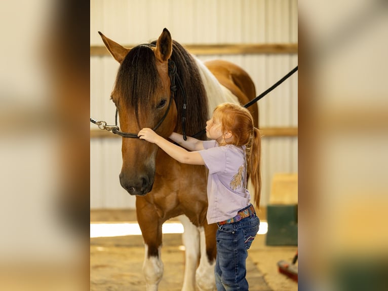 Paint Horse Croisé Hongre 10 Ans 157 cm in Auburn, KY