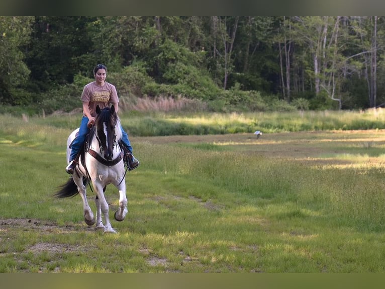 Paint Horse Croisé Hongre 10 Ans 157 cm in Middleboro, MA