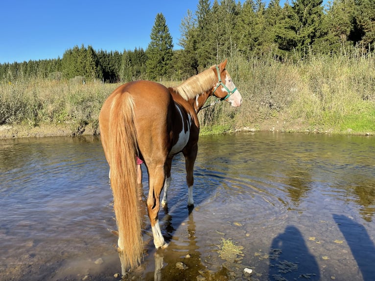 Paint Horse Hongre 10 Ans 162 cm Overo-toutes couleurs in Nesselwang