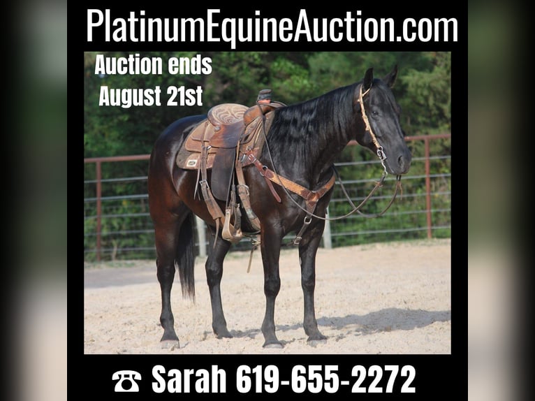 Paint Horse Hongre 10 Ans Noir in Grapeland tX