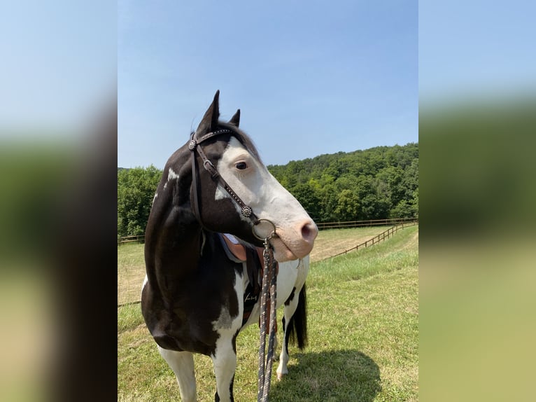 Paint Horse Hongre 11 Ans 149 cm Overo-toutes couleurs in Flée Paint Horse Hongre 11 Ans 149 cm Overo-toutes couleurs in Flée