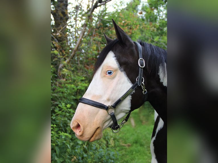 Paint Horse Hongre 11 Ans 149 cm Overo-toutes couleurs in Flée Paint Horse Hongre 11 Ans 149 cm Overo-toutes couleurs in Flée