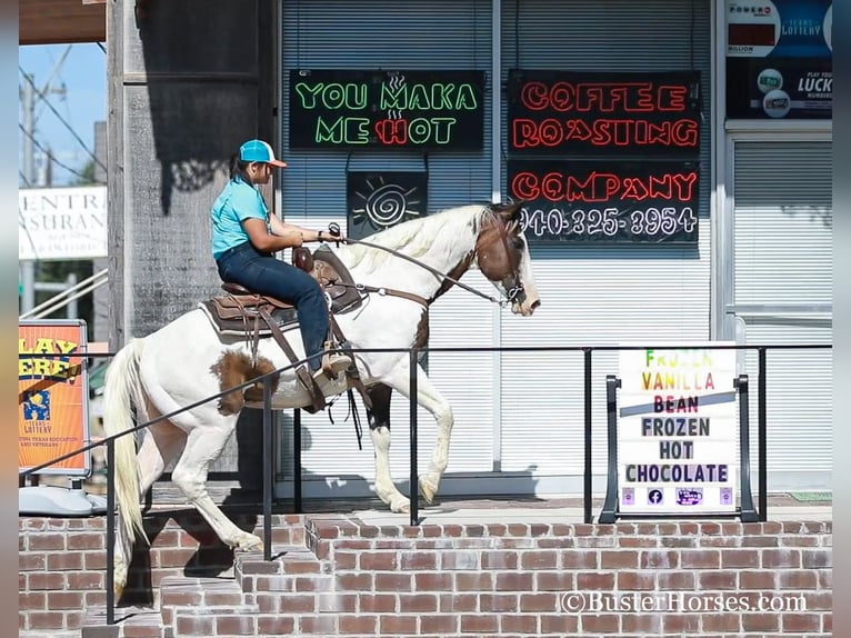 Paint Horse Hongre 11 Ans 152 cm Bai cerise in WEATHERFORD, TX