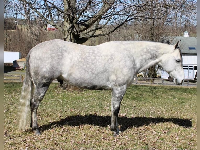 Paint Horse Hongre 11 Ans 152 cm Gris pommelé in Allentown, NJ