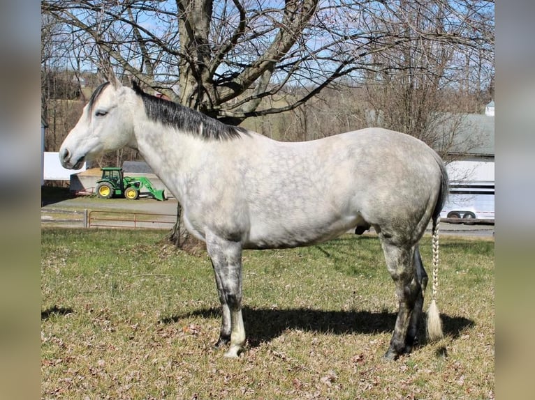 Paint Horse Hongre 11 Ans 152 cm Gris pommelé in Allentown, NJ