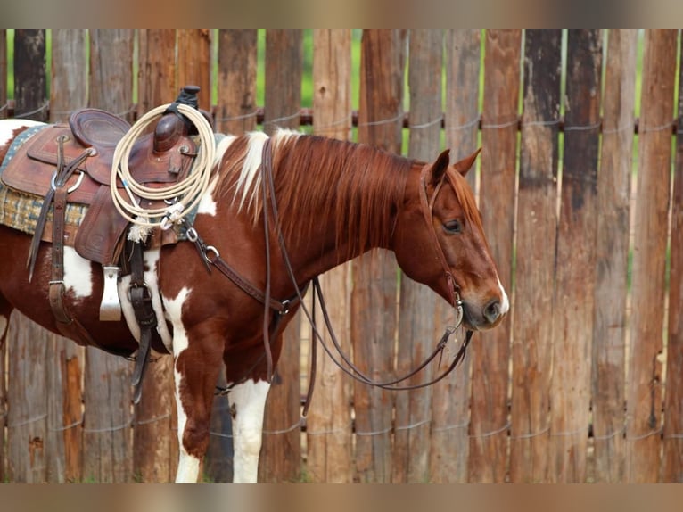 Paint Horse Hongre 11 Ans 152 cm in Joshua, TX