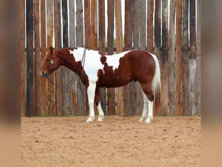 Paint Horse Hongre 11 Ans 152 cm in Joshua, TX
