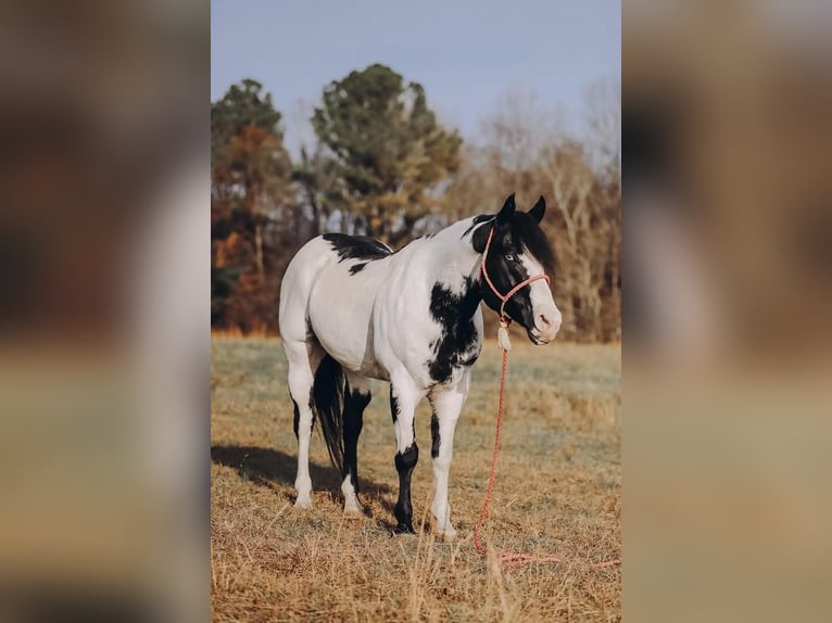 Paint Horse Hongre 11 Ans 152 cm in Lyles, TN