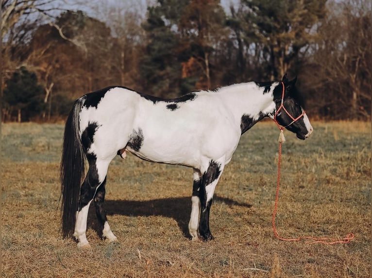 Paint Horse Hongre 11 Ans 152 cm in Lyles, TN