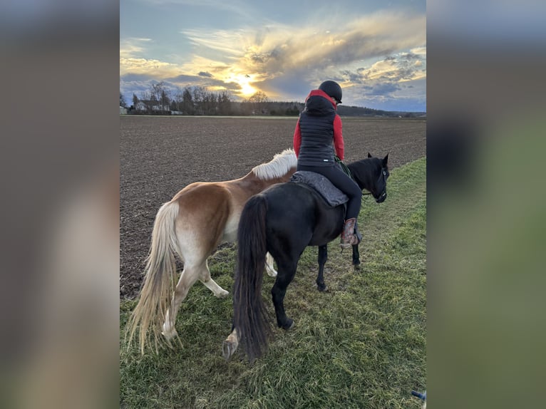 Paint Horse Hongre 11 Ans 155 cm in Bietigheim-Bissingen