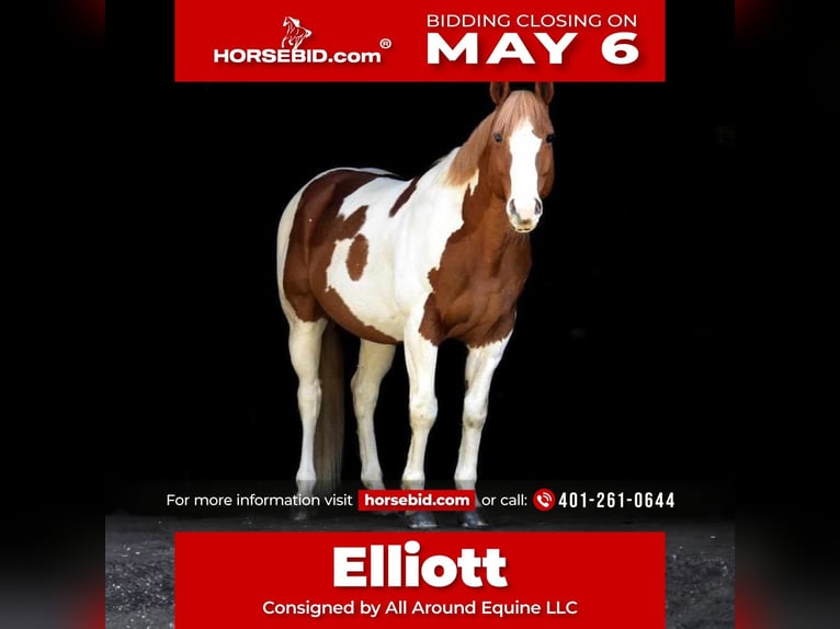 Paint Horse Hongre 11 Ans 157 cm Pinto in Middleboro