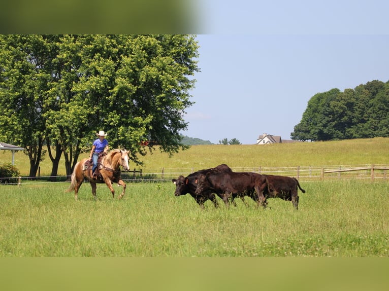 Paint Horse Hongre 11 Ans 160 cm Palomino in Clarion