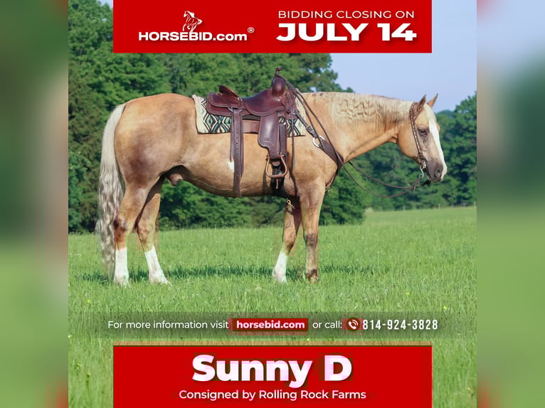 Paint Horse Hongre 11 Ans 160 cm Palomino in Clarion