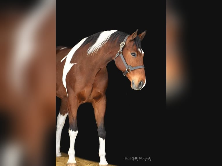 Paint Horse Hongre 11 Ans 170 cm Bai cerise in Rochester